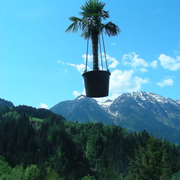 Hängender Blumentopf mit Palme vor Berglandschaft mit schneebedeckten Gipfeln und blauem Himmel in St. Johann, Salzburg
